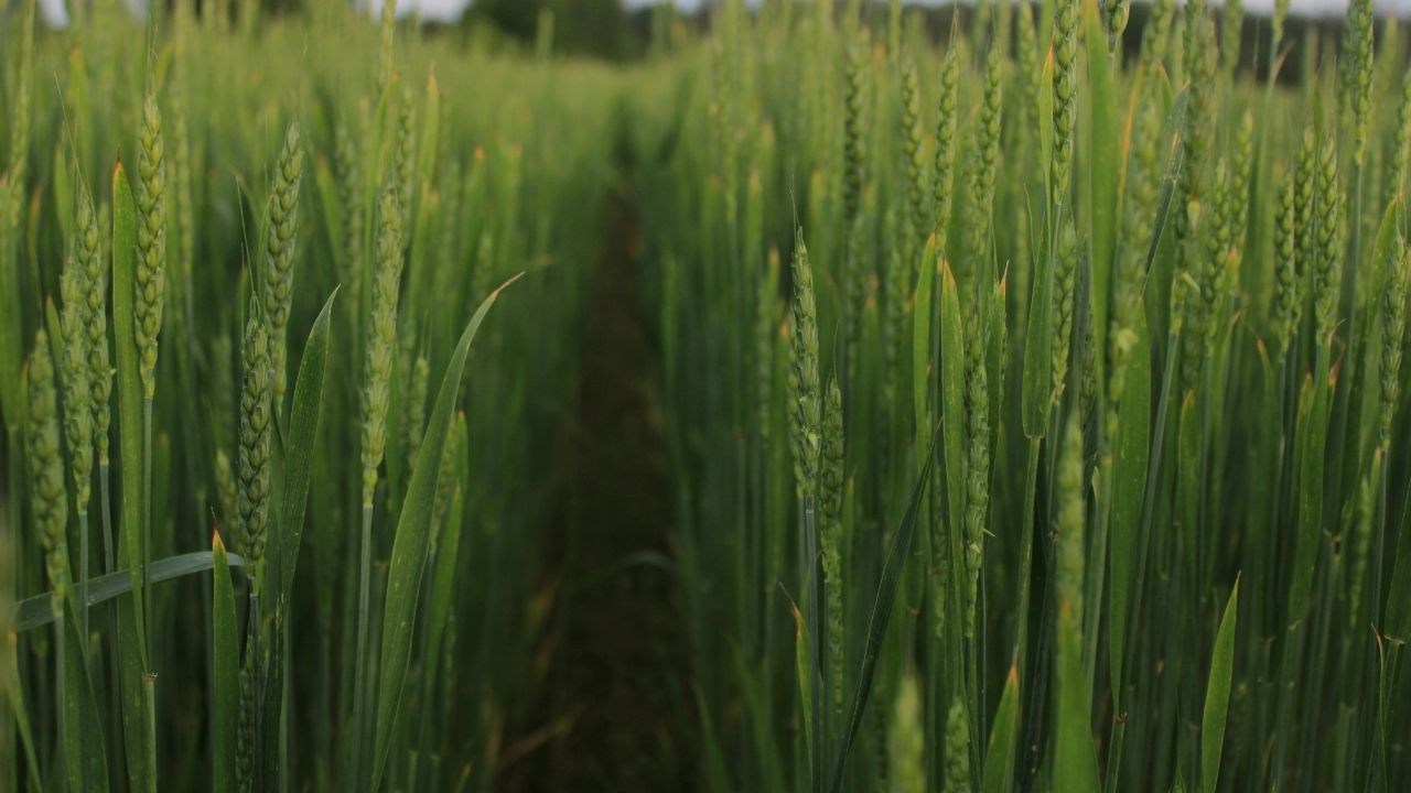 Deus é amor em sua essência