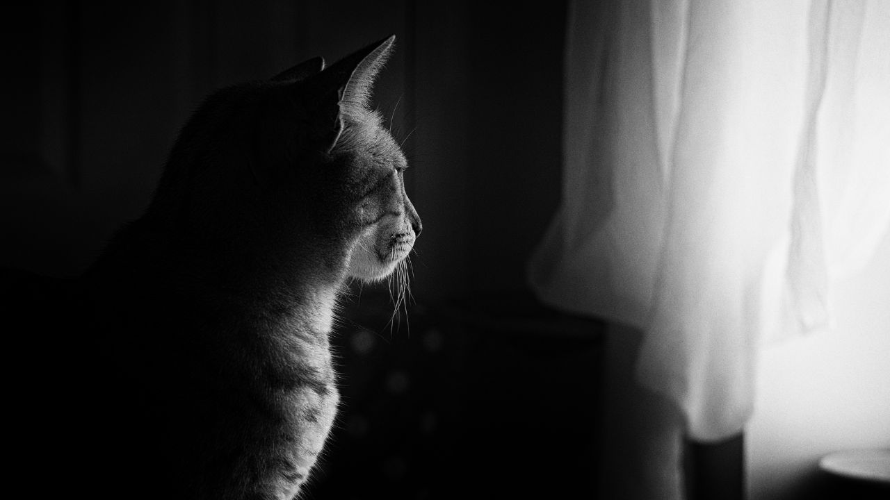 Fiquei em silêncio e encontrei respostas