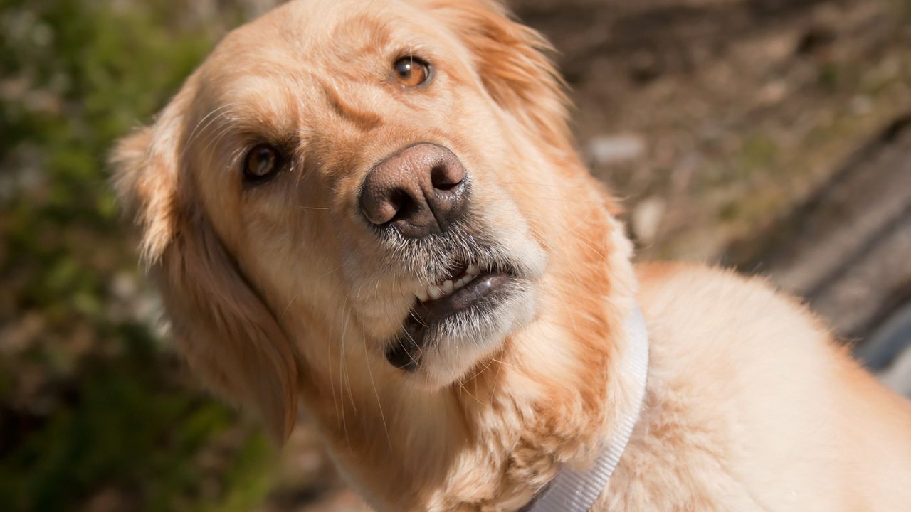 Hoje eu acordo cedo… só que não