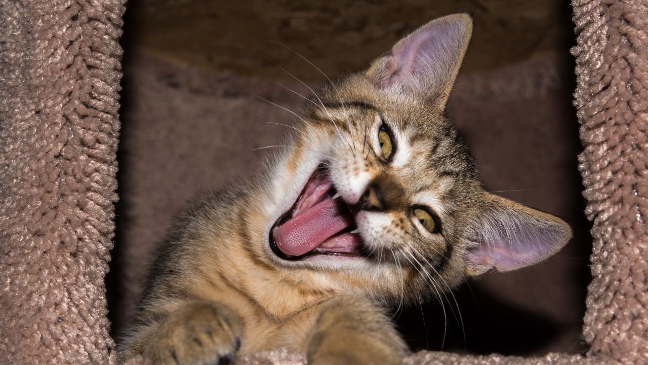 Motivação veio, viu a bagunça e foi embora