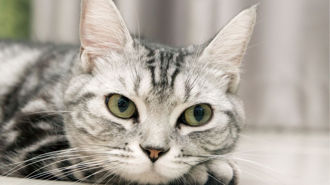 O aprendizado da vida vem disfarçado de dificuldade