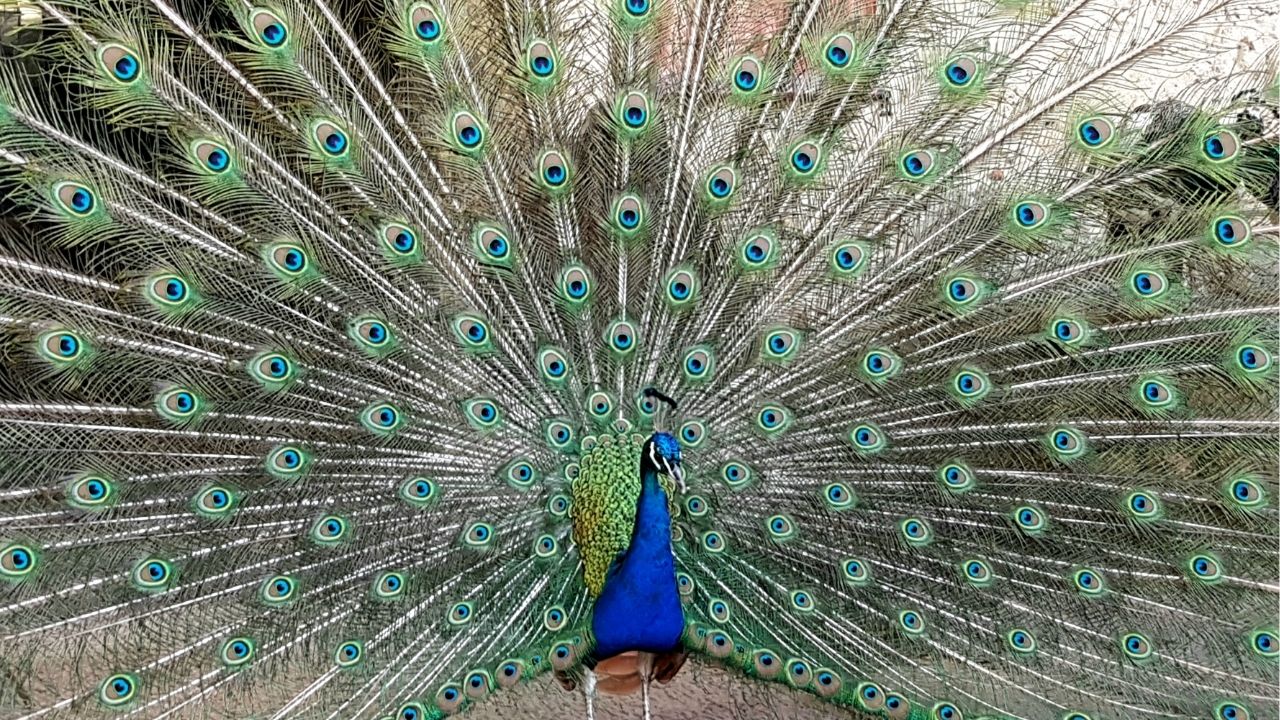 A vida exige paciência para revelar seus planos